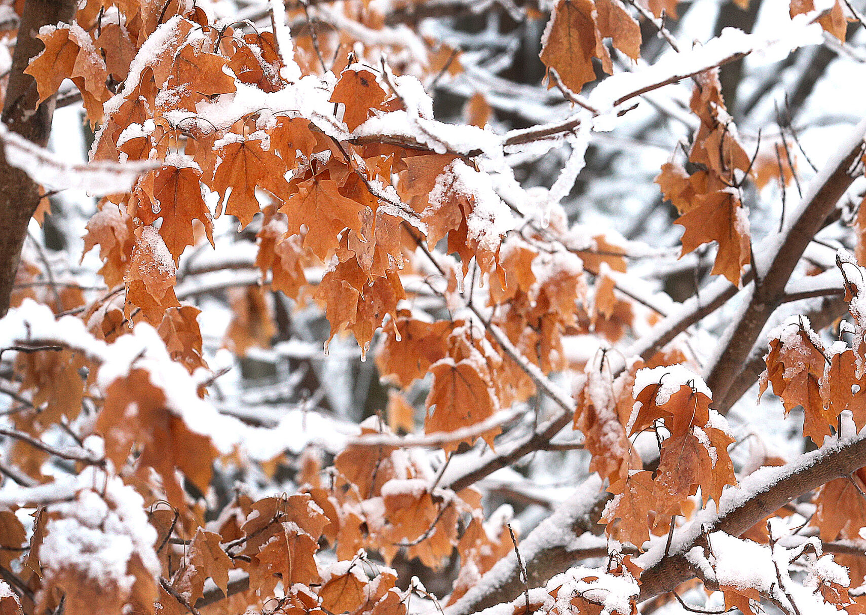 Picture of perfect snow